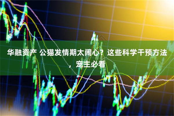 华融资产 公猫发情期太闹心？这些科学干预方法，宠主必看